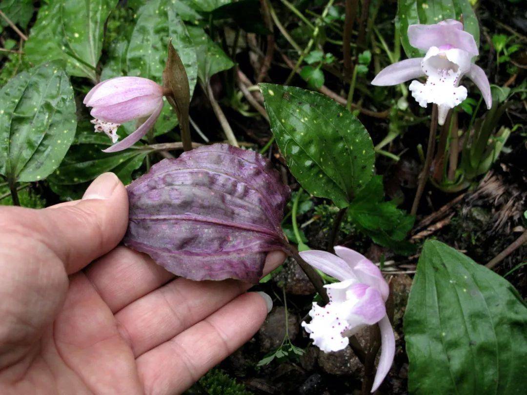 四明山独花兰盛放7朵金花宛若七仙女下凡起舞