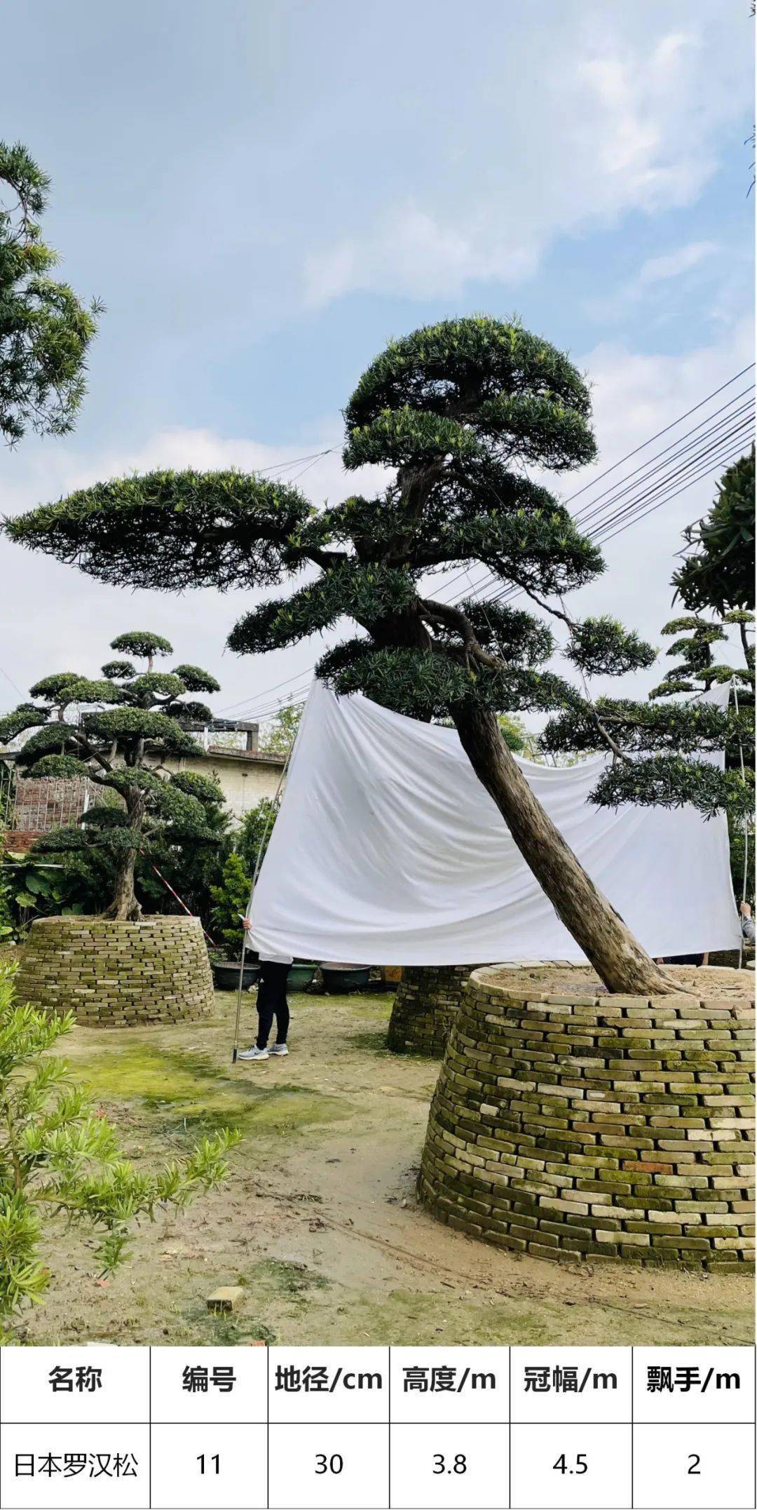 马后花园精选日本罗汉松别墅花园庭院主景树