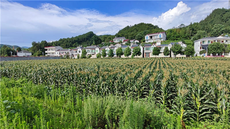 汉阴县汉阳镇多举措狠抓环境整治凝心聚力推进乡村振兴