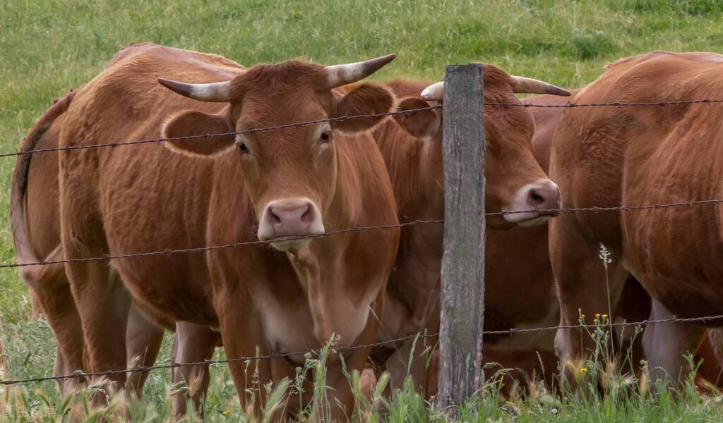 公牛和母牛怎么区分图片