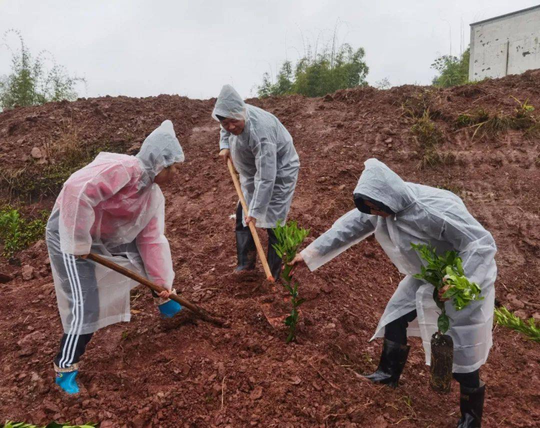 在植树现场,大家身披雨衣,穿着雨靴,拿着铁锹,两人一组,三人一队加入