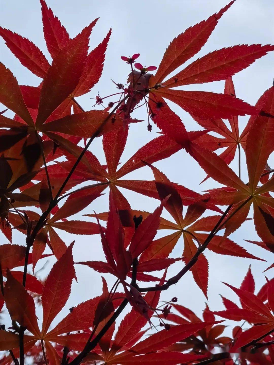 实小怡景之七角枫翅果