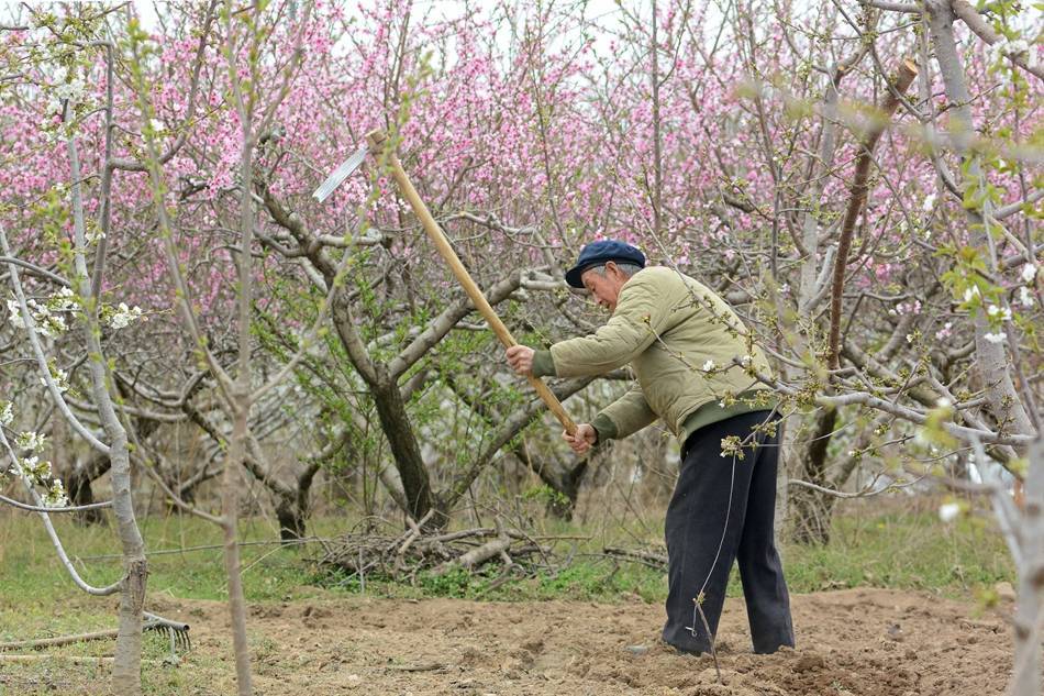 3月31日,秦州區太京鎮李家臺子村,田家莊村的果農們在果園翻耕土地