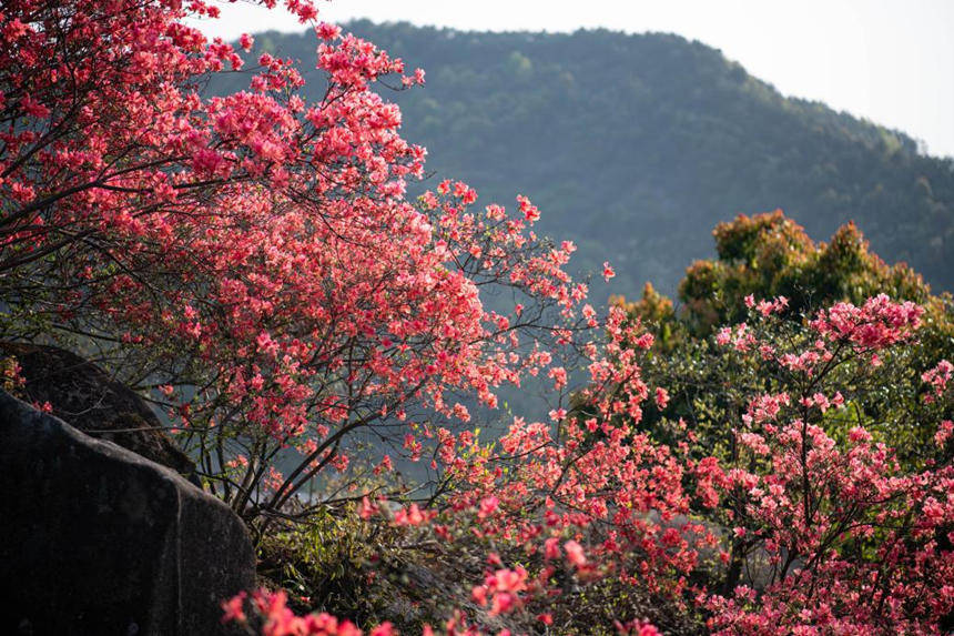 湖北浠水:人间芳菲盛 杜鹃花开迎客来