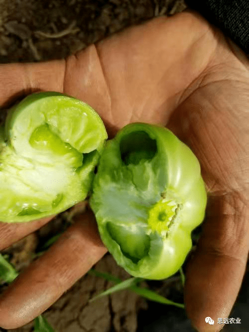 西红柿丨空心果该如何改善