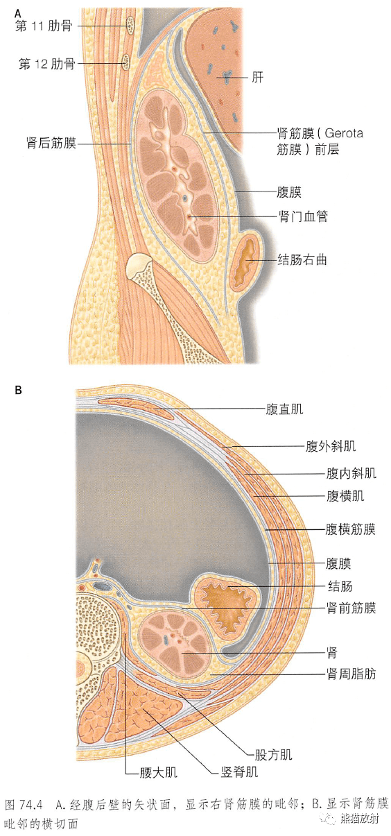 gerota筋膜图片