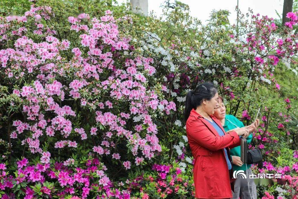 城事| 重慶平頂山公園20萬株杜鵑花盛開 五彩繽紛繪春景_沙坪壩_芬芳