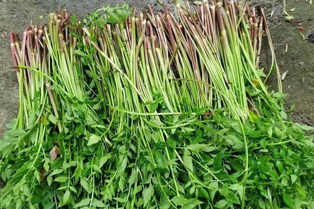 荠菜_食用_野菜