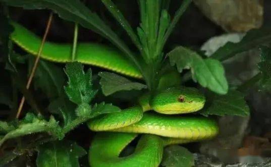 小竹叶青蛇毒性也大,福建一男子徒手捉青竹标幼蛇,很快中毒昏迷_毒蛇