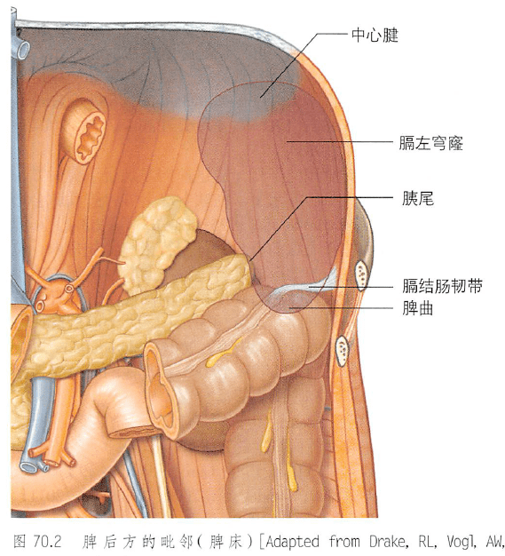 解剖丨脾,腎上腺,泌尿生殖發育,腎和輸尿管_結構_動脈血_男性