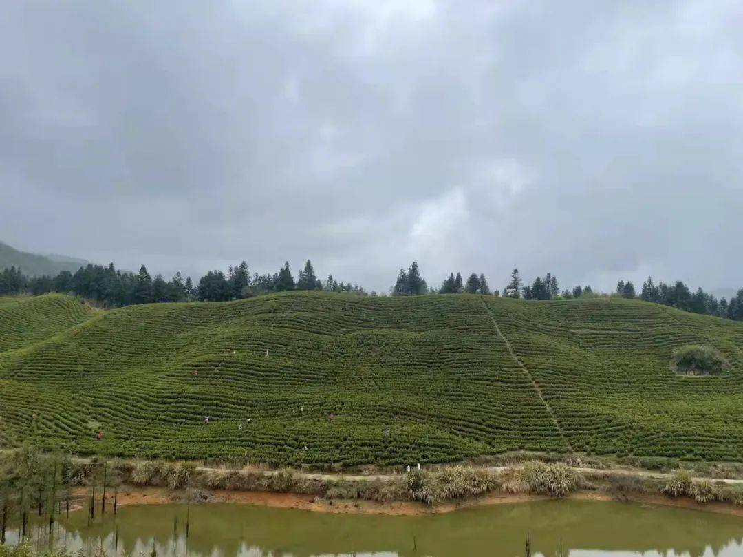 甩開膀子大幹一場,把合作社進一步做大做強,並著手在黃陂鎮再承包了