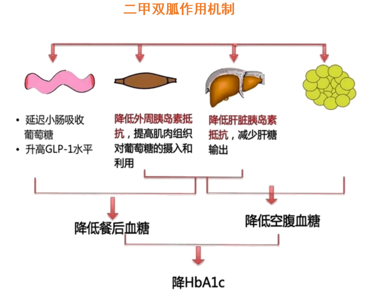 二甲双胍又有新发现