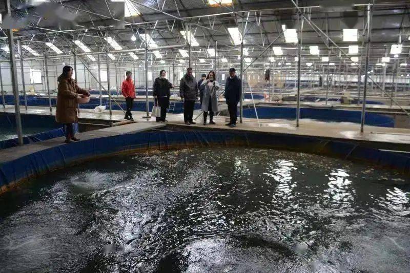 年产销鱼苗1个亿首个亿元鳜鱼加州鲈工厂化养殖基地在江苏建成投产
