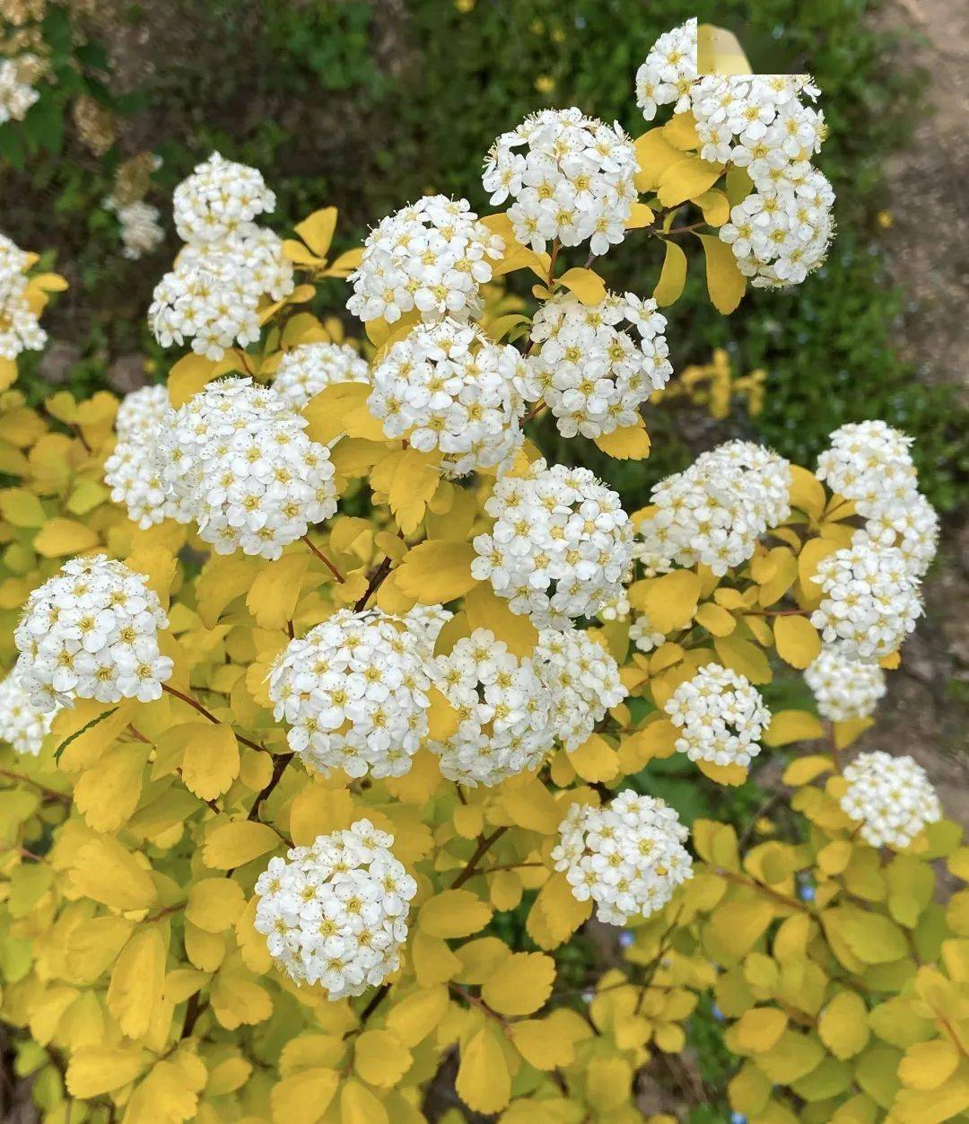 圖攝:張巧玲圖注:菱葉繡線菊黃金噴泉 spiraea × vanhouttei gold