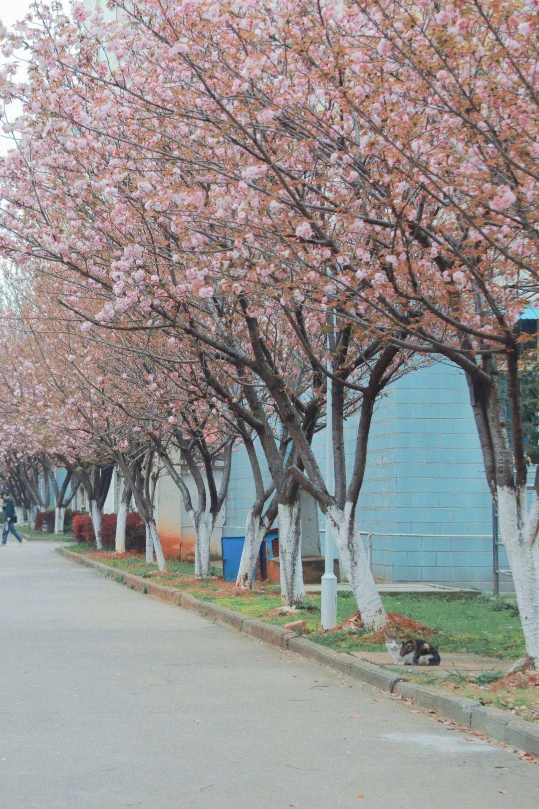 九江学院樱花图片