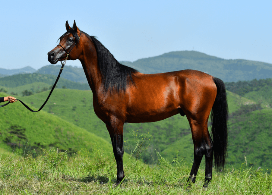 us)哈基姆hakim(rus)蒙骏奥斯卡meng jun ao si ka(ire)北方大佬north