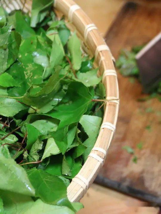 【线上民俗展】五彩缤纷如初春—五色糯米饭_紫蕃_植物_颜色