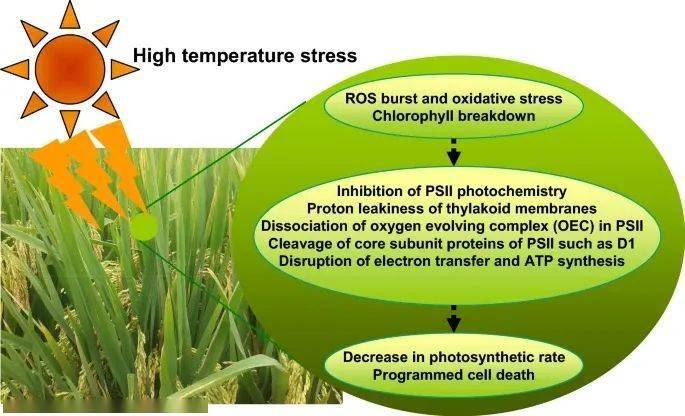 “植物响应温度胁迫”专刊正式出版!_in_stress_heat