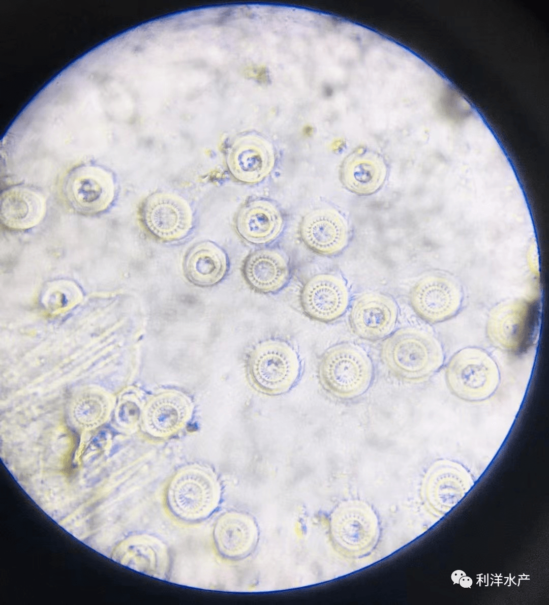 车轮虫4,处理问题,综合考虑清明时节,池塘问题错综复杂,发病通常是多