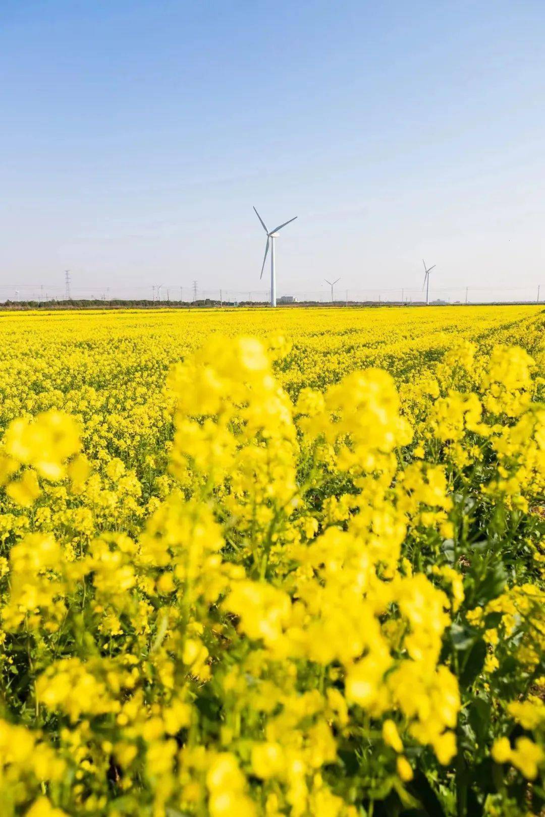 这份宁波最美油菜花地图收好小众踏青去