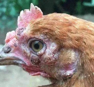 鸡早期禽流感症状图片图片