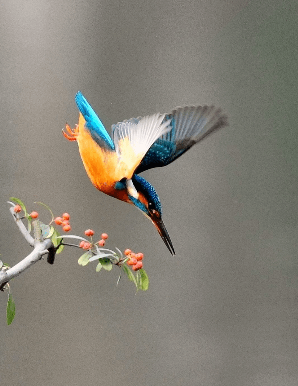 打鸟如何拍出清晰的飞鸟照片