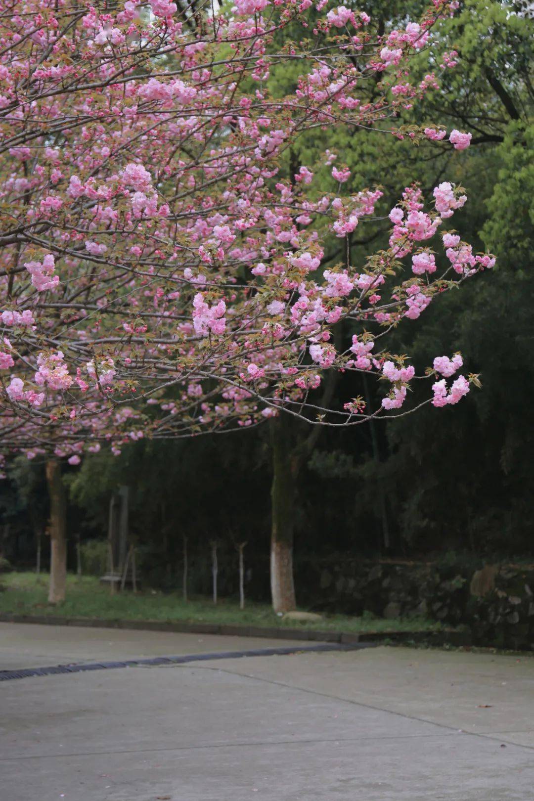 九江学院樱花图片