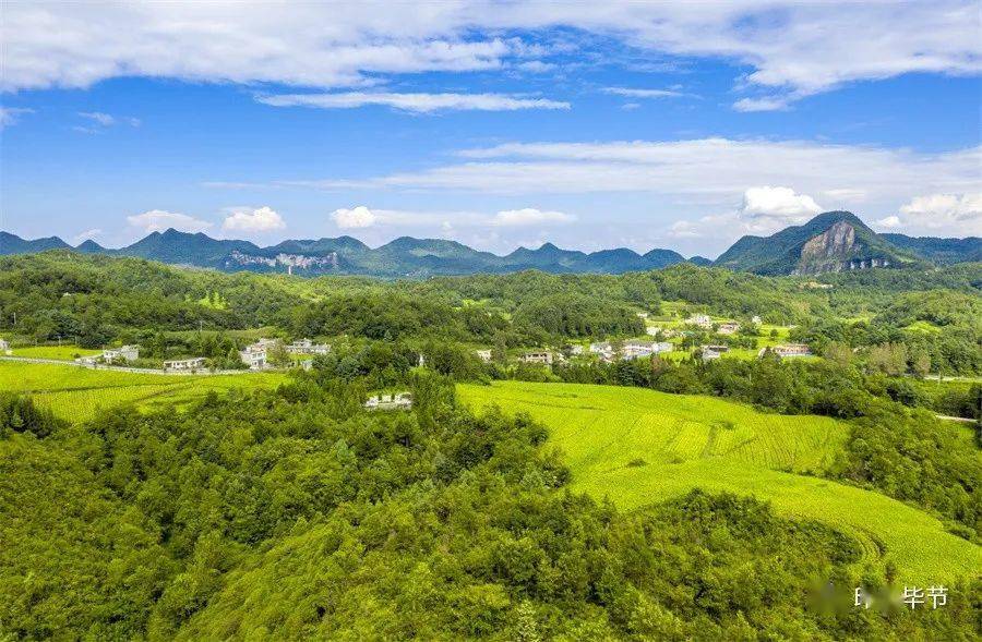 金沙酒業 楊華安底千畝油菜田 楊華大田杜鵑山 楊華後山鎮茶山景色