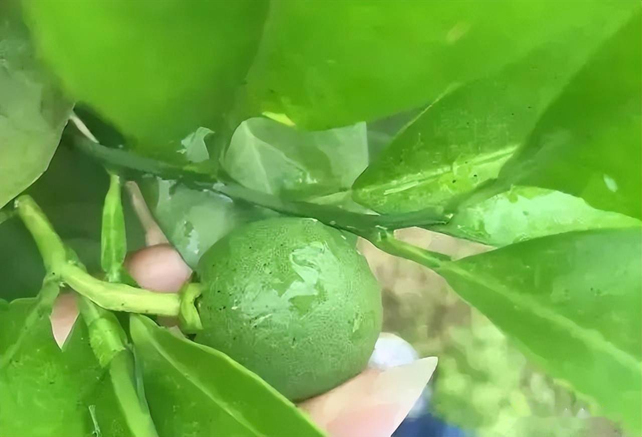 柑橘第二大病害砂皮病防治并不难