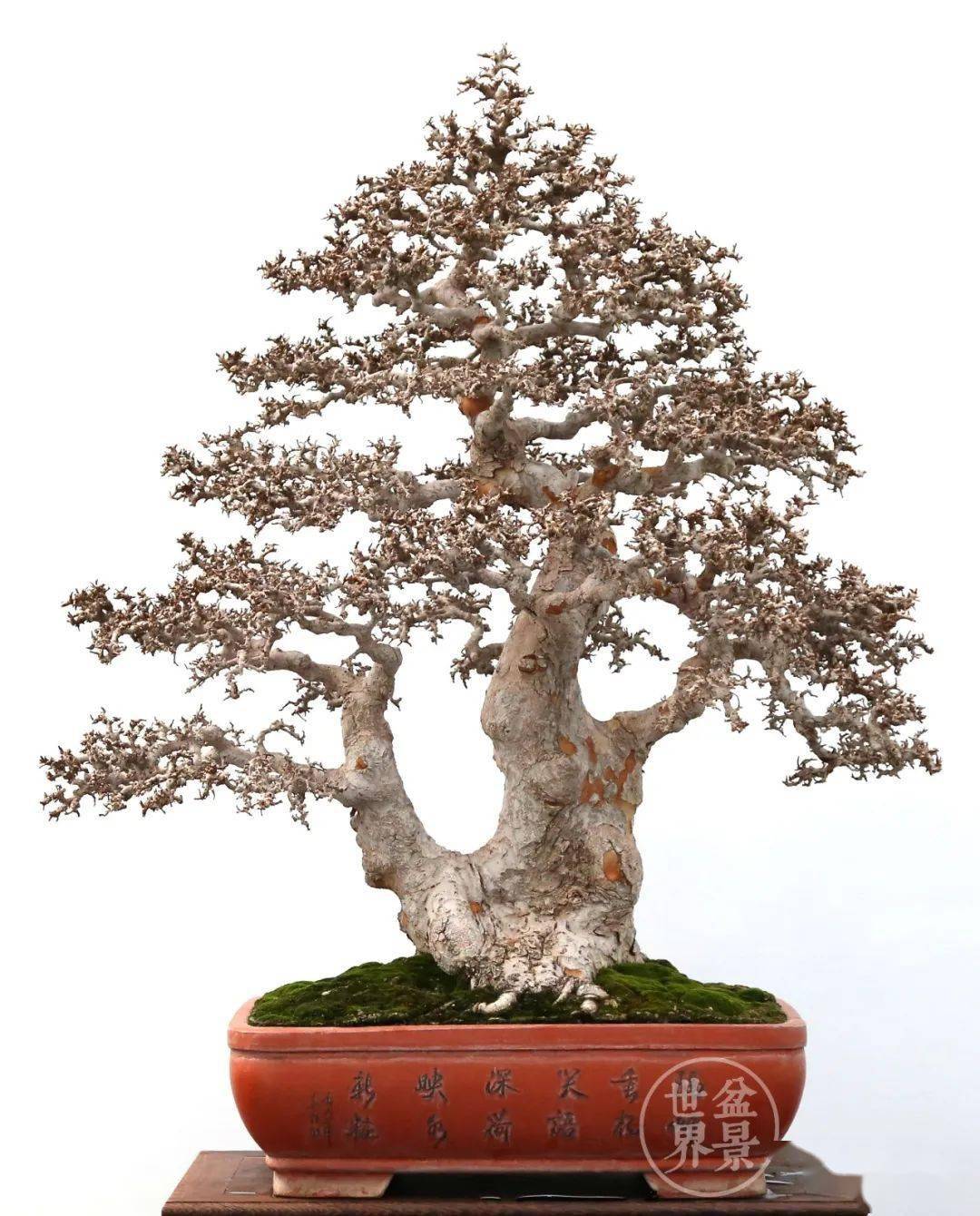 榆木疙瘩人人爱