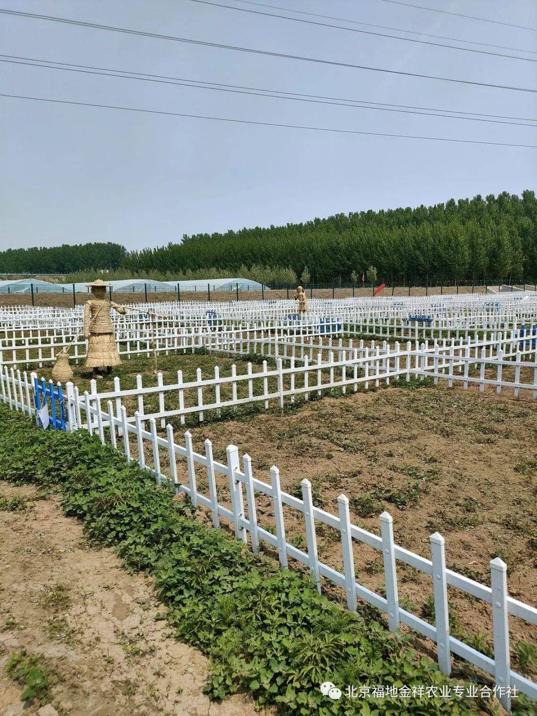 到通州这家农场解锁春天新玩法!奔赴副中心的春日烂漫!