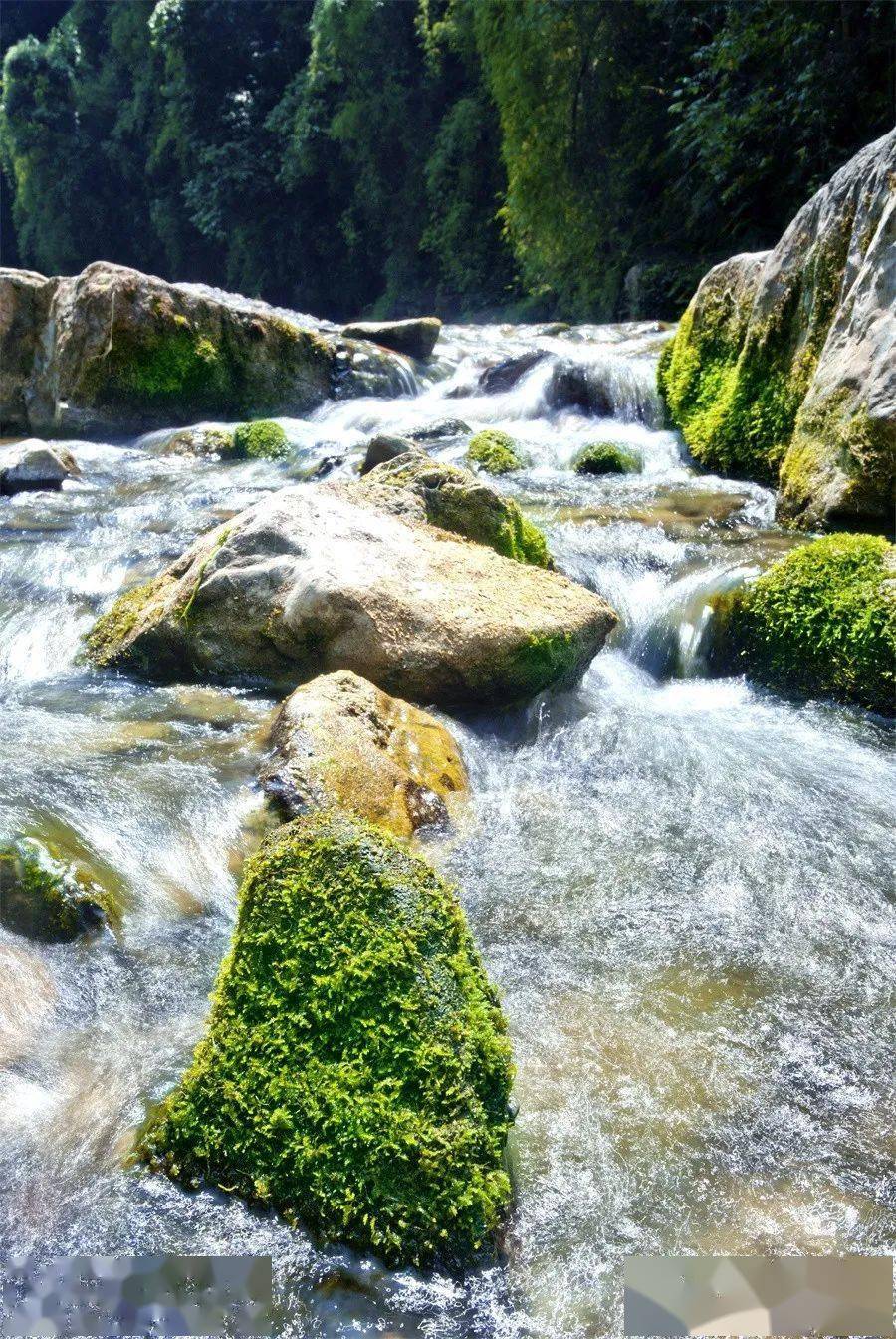 安洛之春 楊華金沙酒業 楊華安底千畝油菜田 楊華大田杜鵑山 楊華後山