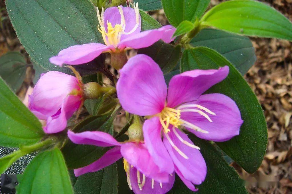 清明上山扫墓来宾人遇见的这些野果野花用普通话怎么说