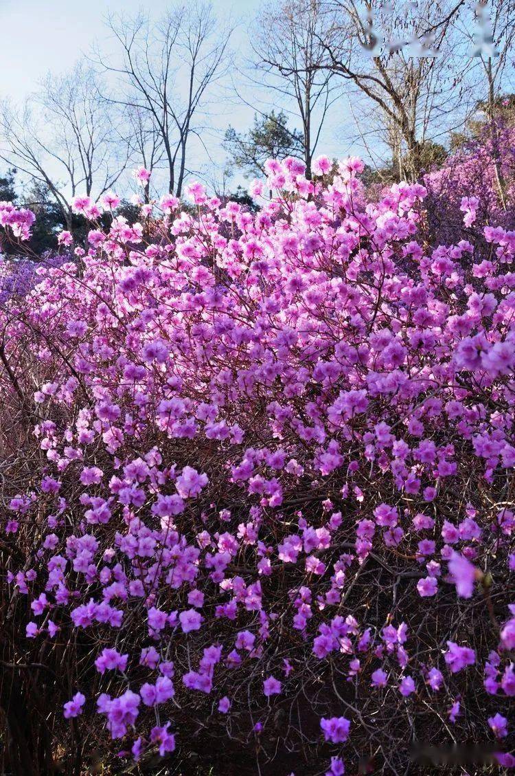 云赏花:五莲的蓝槿花盛放_兰槿_九仙山_漫山遍野