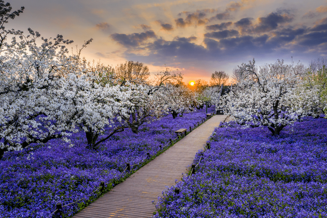 云赏梨兰会之盛花期4月4日赏花实况