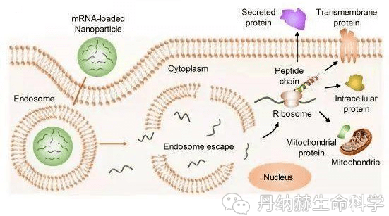 mrna藥物的關鍵遞送載體