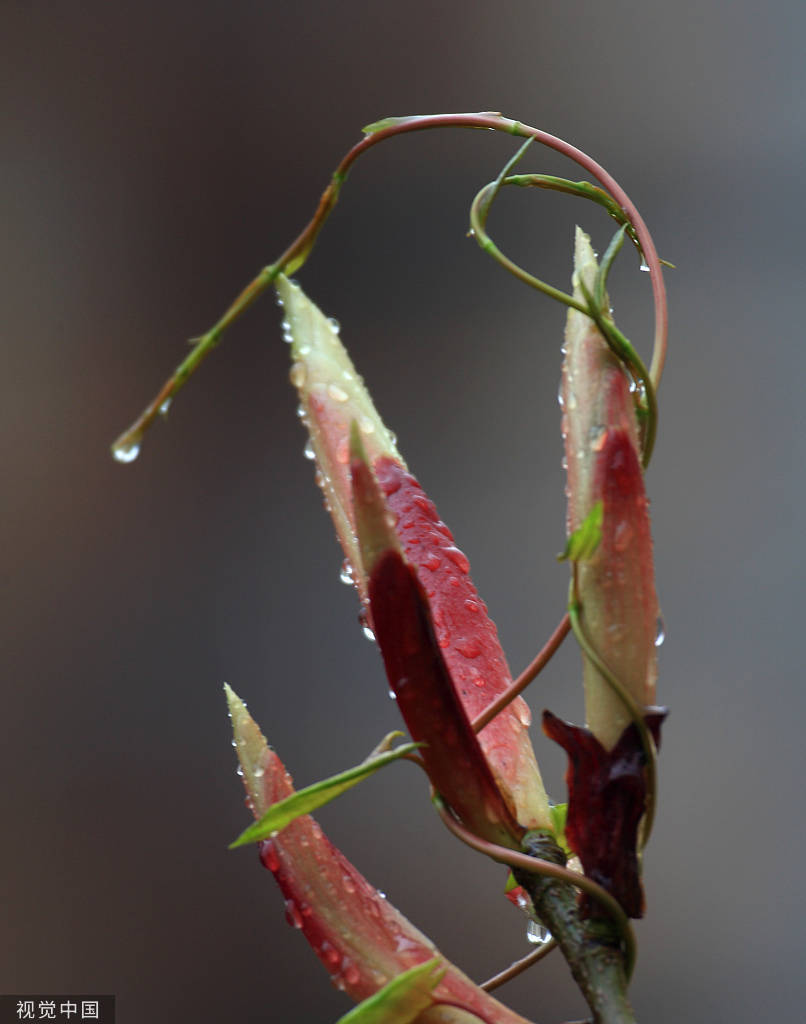 重庆清明时节雨纷纷雨露滋润万物萌发
