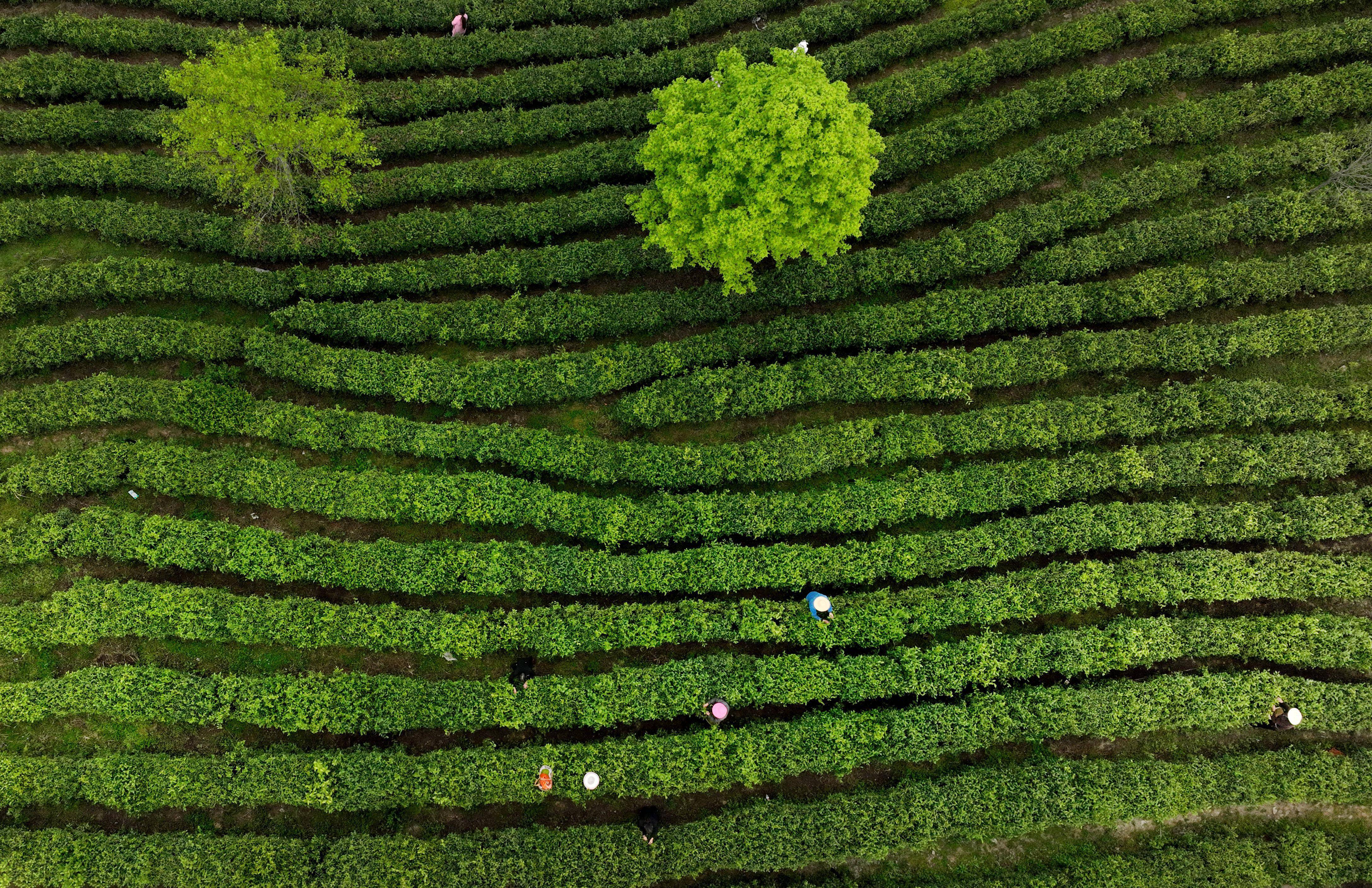 陕西平利:以茶致富 因茶兴业