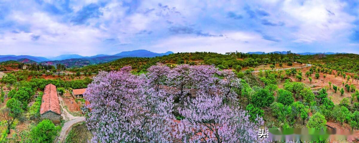 2022年4月4日,雲南,藏在昆明尋甸縣柯渡鎮深山中的紫色浪漫---泡桐