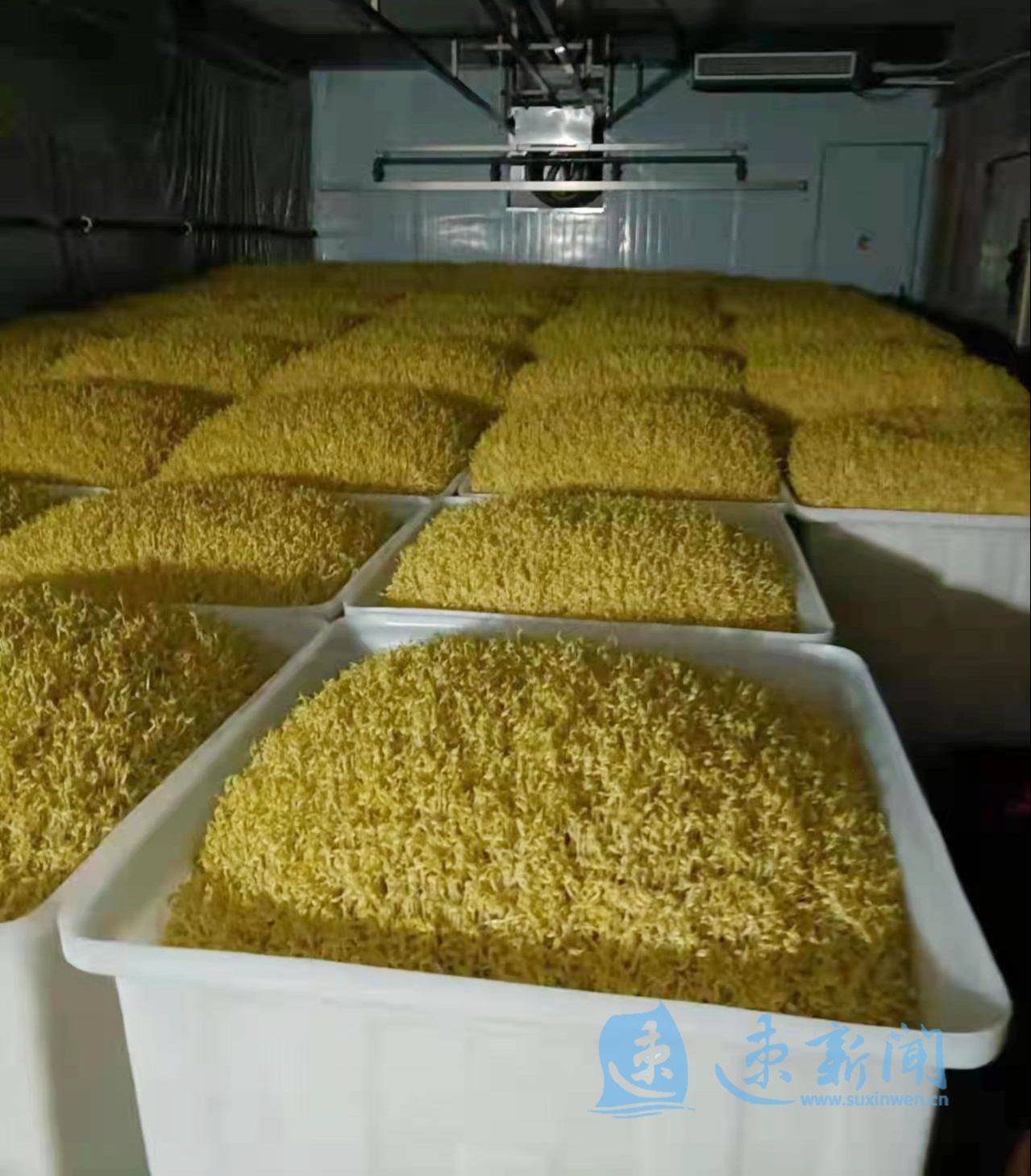 宿迁“豆芽姐”6800斤豆芽免费送乡亲_手机搜狐网