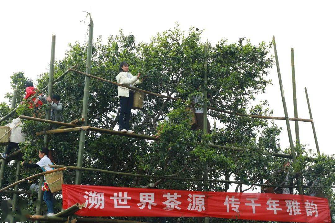 2公斤_富东乡_澜沧县_茶树