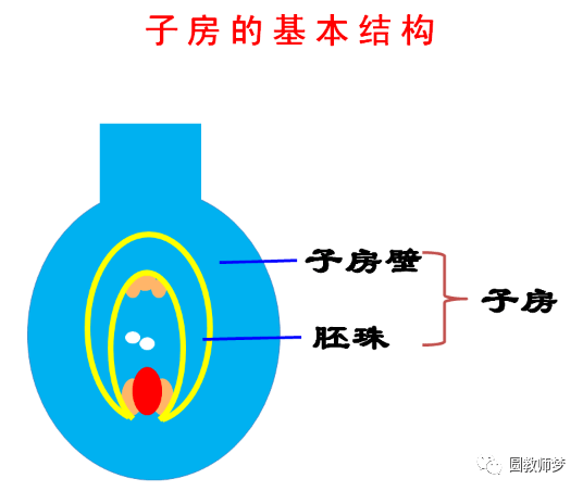 【生物課】花的結構_雌蕊_子房_雄蕊