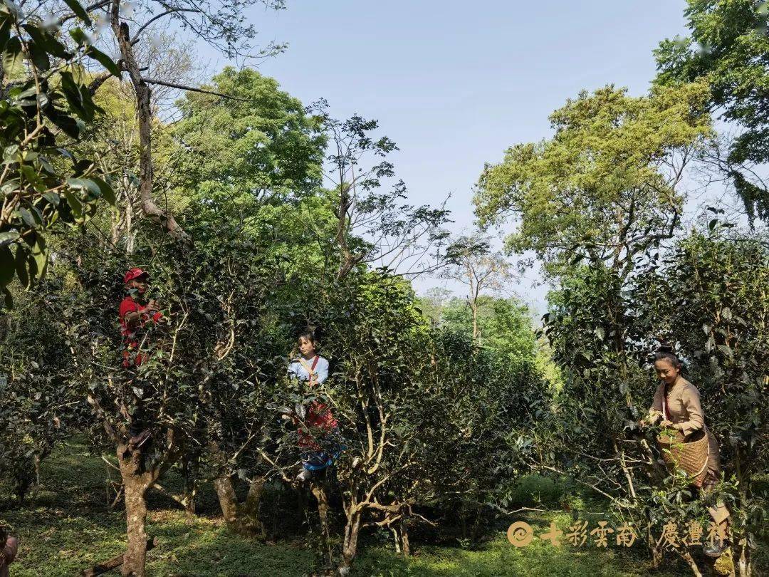 肥碩柔嫩的景邁山古樹茶菁清晨的景邁山古茶林清晨的古茶林裡,古茶樹