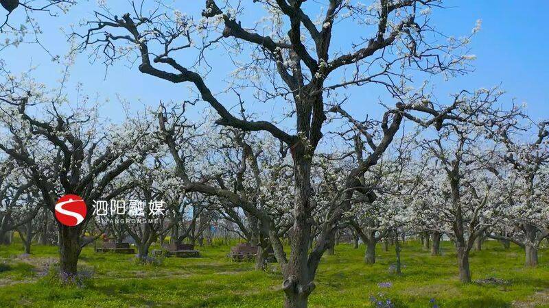 泗阳云赏梨花花开满屏