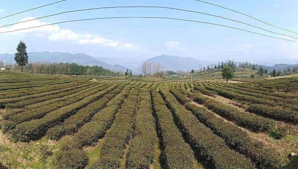 还茶于民 自管自收 | 道真洛龙镇:茶园增效茶农增收_种植_茶叶_农户