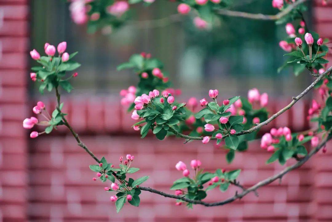 春风温柔,海棠吐蕊.