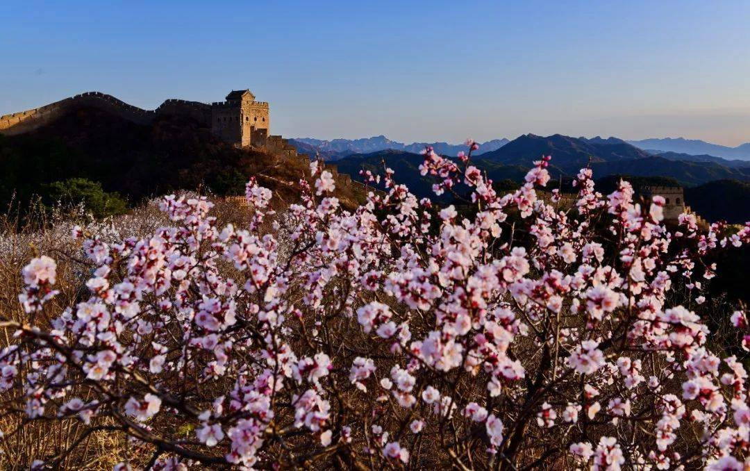 十载杏花开光影金山岭第十届金山岭长城杏花节网络摄影大赛开始啦