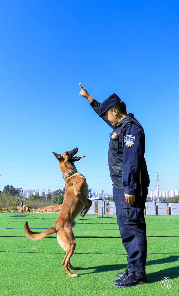 云南边境汪汪队再立奇功!从修勾→警犬需要经历什么?