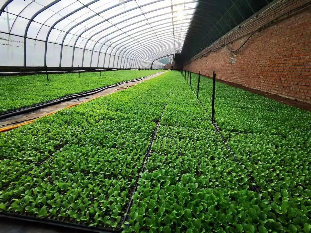 据了解,碧森园共有10个大棚,其中8个大棚用来培育生菜,橄榄菜,娃娃菜