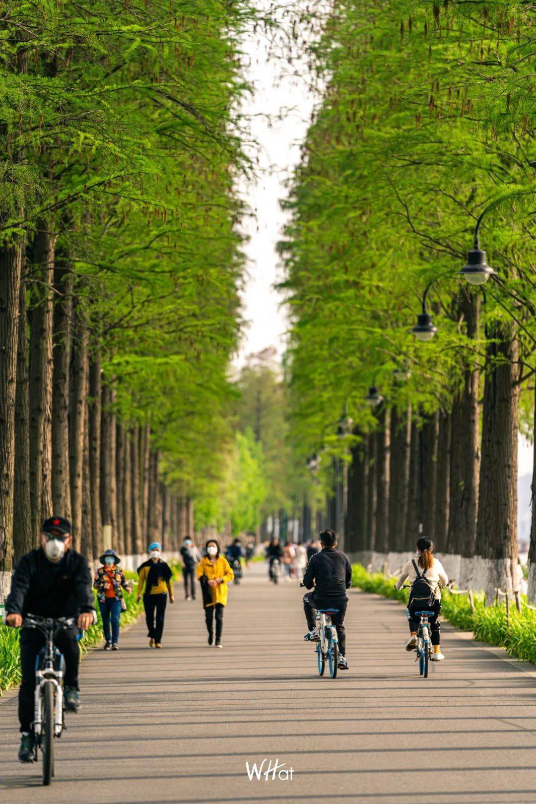 穿过华科与地大学生们的青春气息,经过南望山,喻家山,路过茅屋岭,桥梁